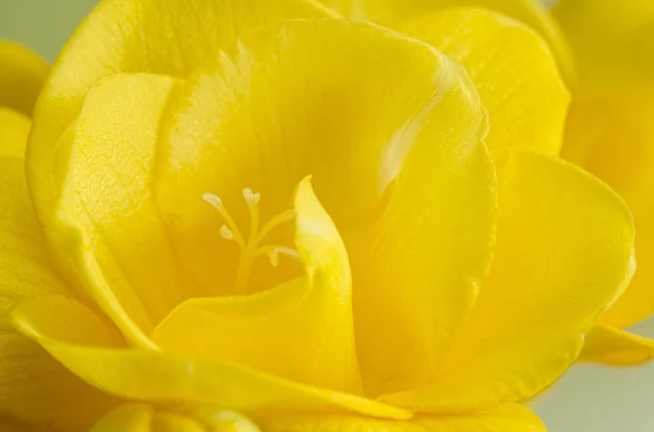 Close-up van gele freesia bloem — Stockfoto