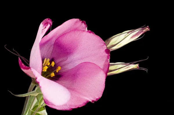 Één roze lisianthus bloem op zwart — Stockfoto