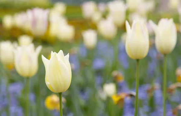Cream tulips with blurred background — Stock Photo, Image