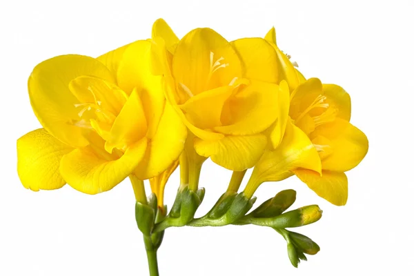 Freesias amarelas brilhantes em branco — Fotografia de Stock