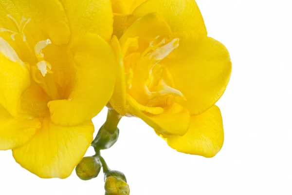 Beyaz zemin üzerine sarı Frezya çiçeği yukarıya kapatmak — Stok fotoğraf