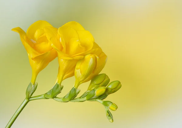 Freesia amarilla sobre fondo amarillo y verde — Foto de Stock