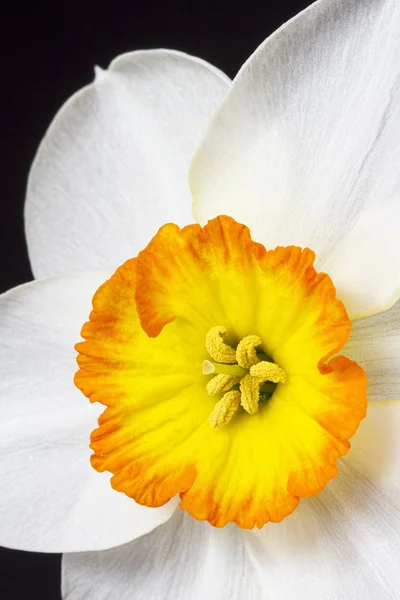 Nahaufnahme weiße und orangefarbene Narzissen auf schwarz — Stockfoto