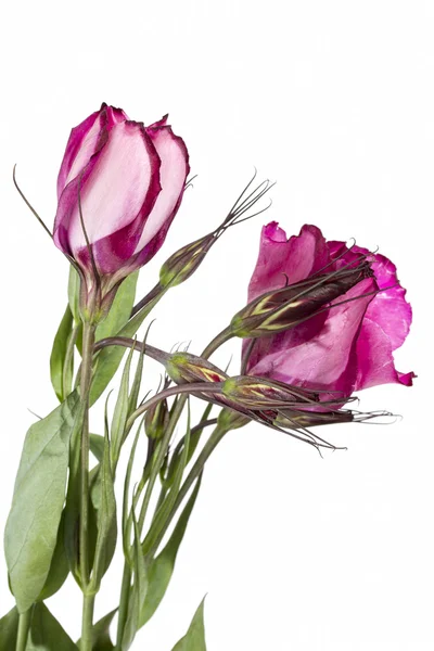 Roze lisianthus bloem op wit — Stockfoto