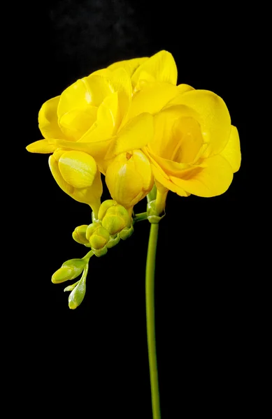 Gele freesia bloem op een zwarte achtergrond — Stockfoto