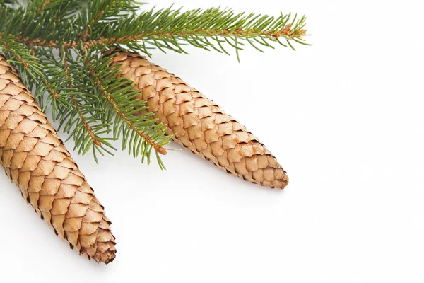 Pine cones and green spruce christmas tree — Stock Photo, Image