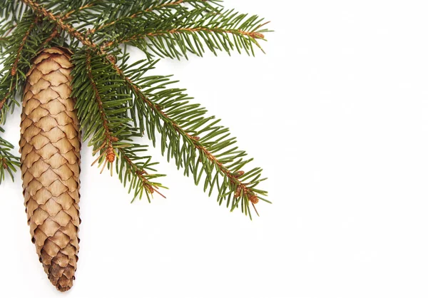 Kužel a zelený vánoční strom — Stock fotografie