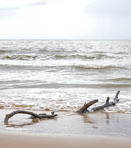 Drift dřevo na pláži při odlivu — Stock fotografie