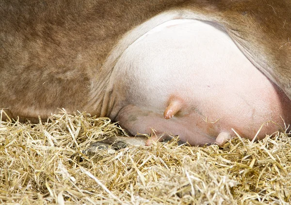 Fermer les mamelles des vaches avec des gouttes de lait sur le trayon — Photo