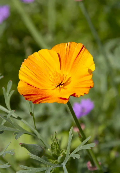 Flor de amapola naranja brillante —  Fotos de Stock