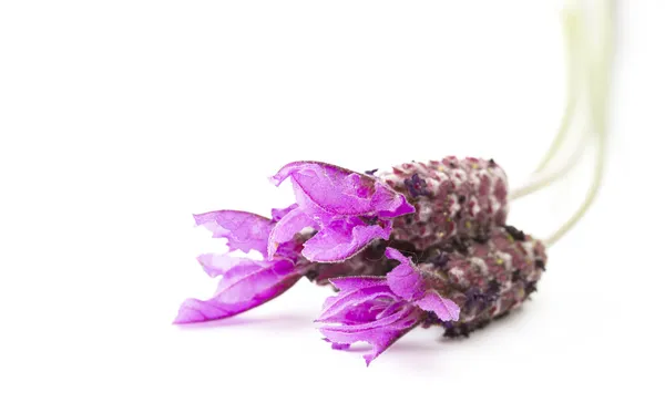 Fiori viola lavanda — Foto Stock
