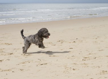 Cockapoo dog running on the beach clipart