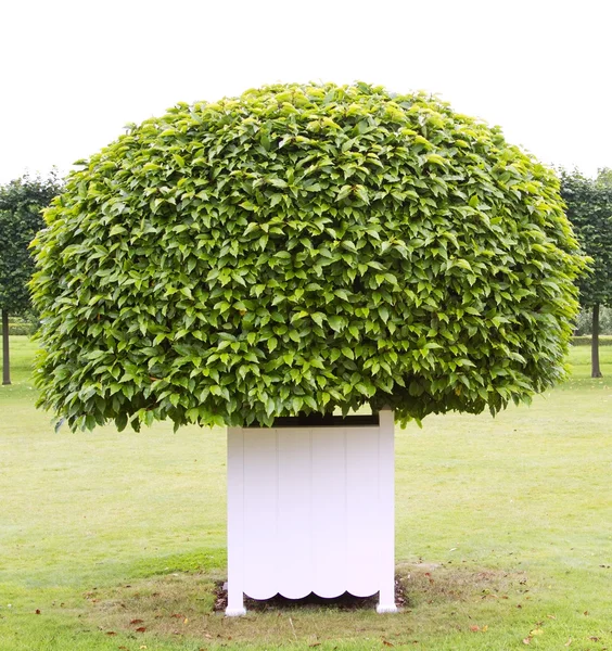 Jeden topiary strom v bílé dřevěné vany — Stock fotografie