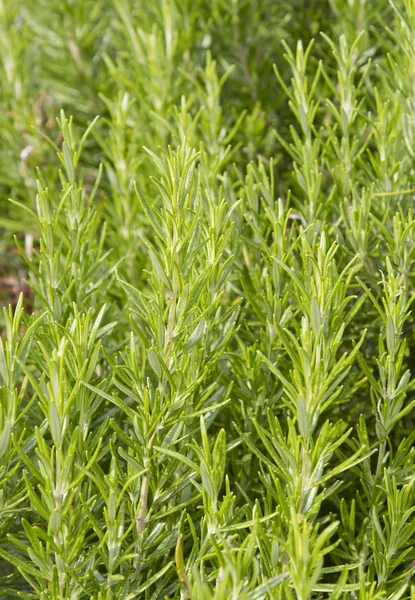 Rozmaryn zioło, rosmarinus officinalis — Zdjęcie stockowe