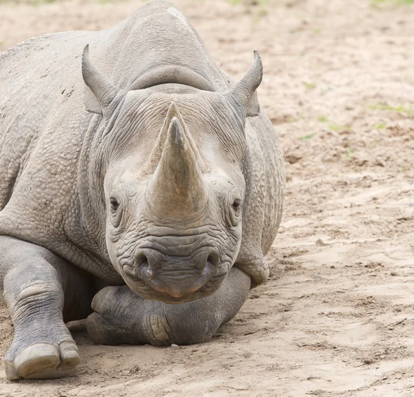 Black rhino on dry soil