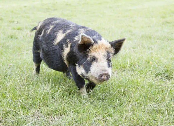 Rare breed Kunekune piglet in field — Stock Photo, Image