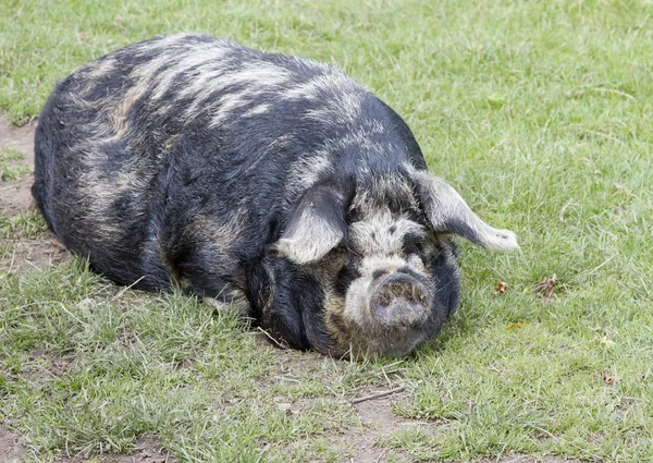 Sleeping rare breed Kunekune pig — Stock Photo, Image