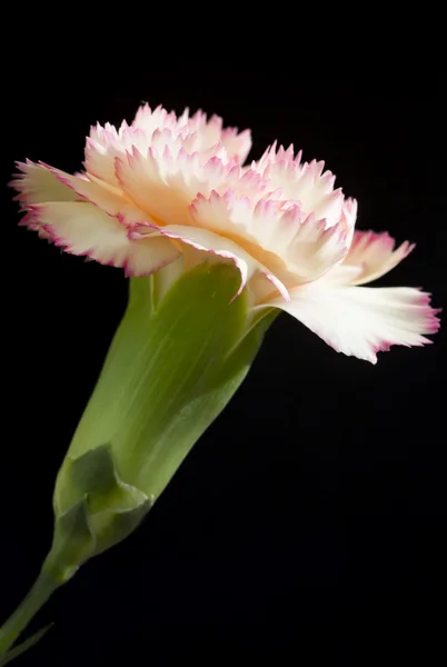 Cream and pink carnation on black background — Stock Photo, Image