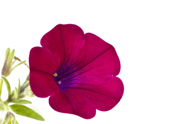 Flor roja de petunia sobre fondo blanco — Foto de Stock