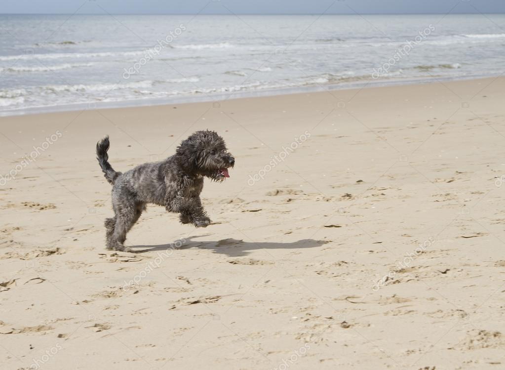 cockapoo running