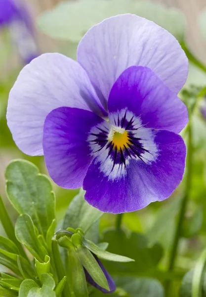 Close up immagine di viola pansy — Foto Stock
