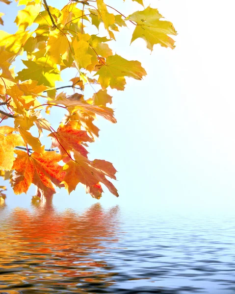 Folhas de outono com reflexão de ondulação de água — Fotografia de Stock