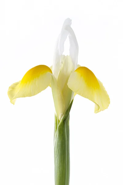 Flor de iris blanco y amarillo sobre blanco — Foto de Stock