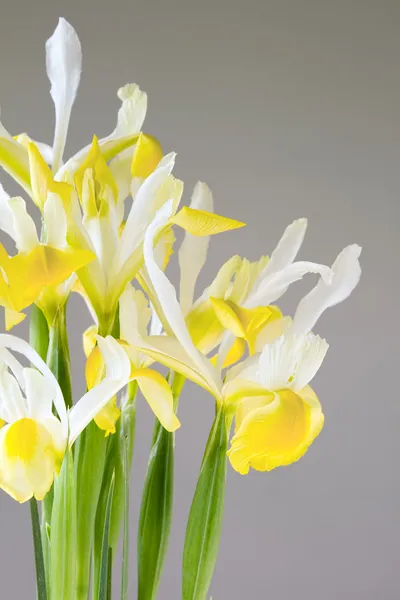 Bos van geel en wit irissen op grijze achtergrond — Stockfoto