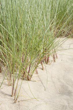 marram çimen