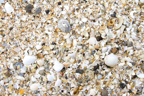 Złamane muszle na plaży — Zdjęcie stockowe