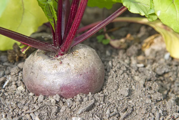 One beetroot growing in a vegetable garden — Stock Photo, Image