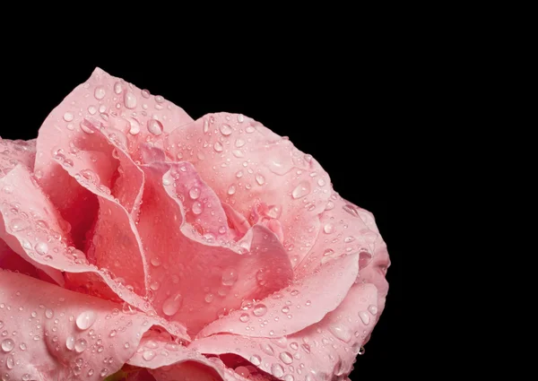 Bella rosa rosa con goccioline d'acqua — Foto Stock