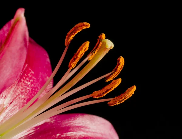 Dark pink lily stamens — Stock Photo, Image