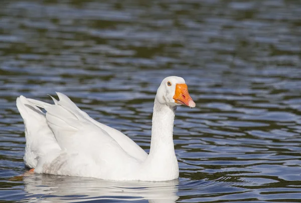 White Emden goose — Stock Photo, Image