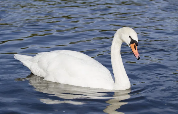 Mute swan — Stock Photo, Image