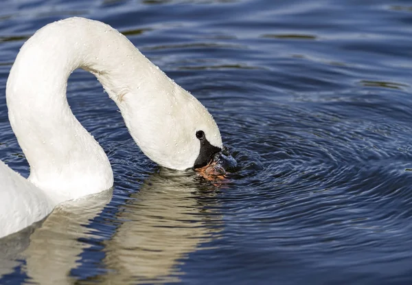 Mute swan blowing bubbles — Stock Photo, Image
