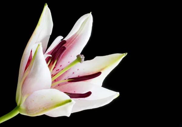 Close up image of part opened pink and white lily flower — Stock Photo, Image