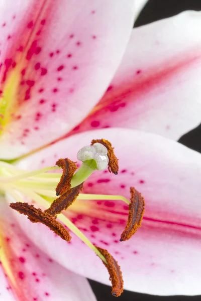 Imagen de primer plano de lirio rosa y blanco — Foto de Stock