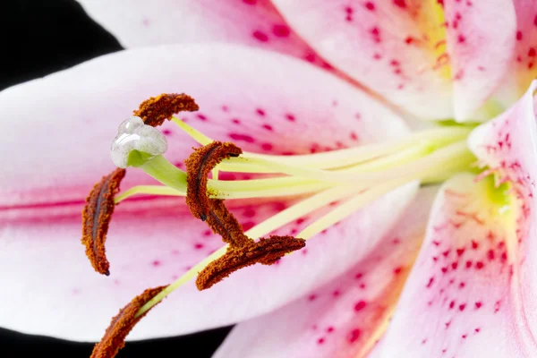 Close up pink and white lily flower — Stock Photo, Image