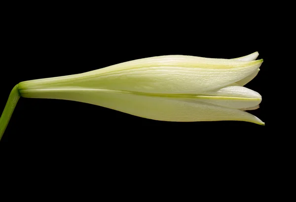 Witte un-geopende lily bloem — Stockfoto