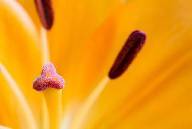 görüntü üzerinde turuncu lily leke kadar yakın