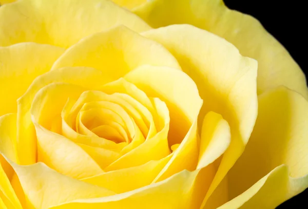 Close up image of yellow rose — Stock Photo, Image