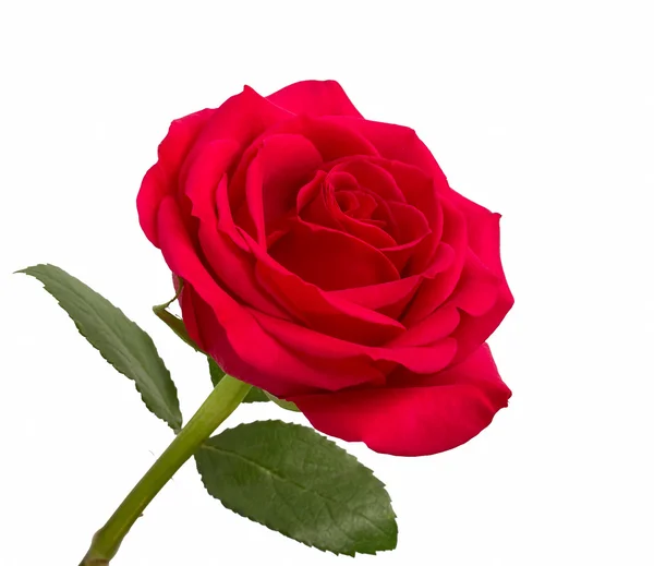Offene rote Rose mit Blättern — Stockfoto
