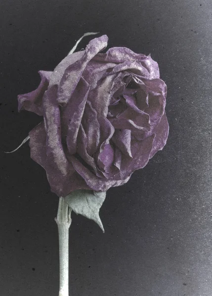 Grungy old dying purple rose