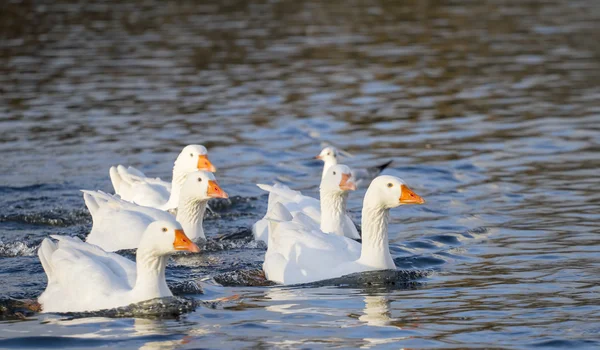 Several white Emden geese on lake — Stock Photo, Image