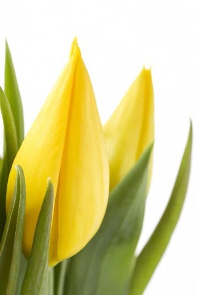 Close-up van gele tulpen — Stockfoto