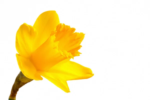 Narciso amarillo brillante sobre fondo blanco —  Fotos de Stock