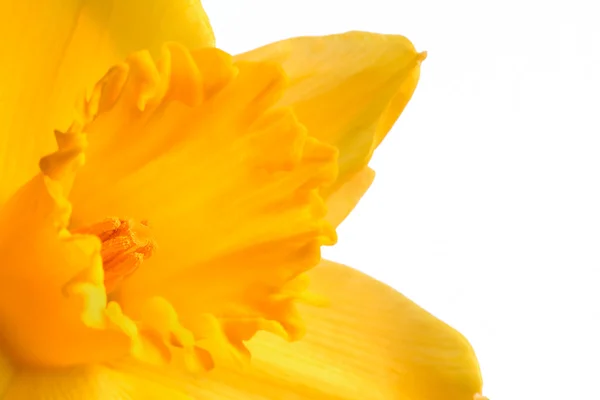 Close up image of bright yellow daffodil — Stock Photo, Image