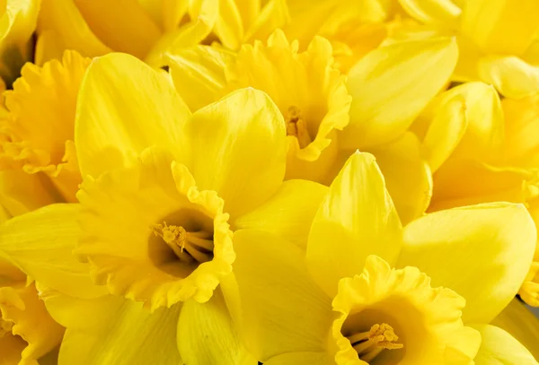 Close up bunch of yellow daffodils — Stock Photo, Image