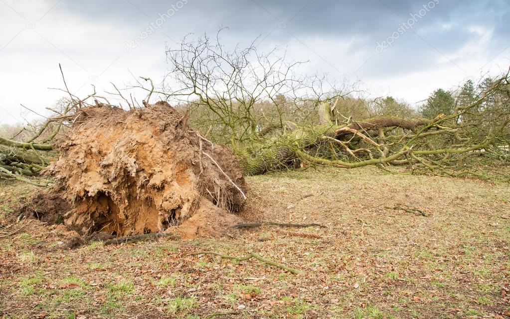 Storm damaged fallen tree with exposed roots